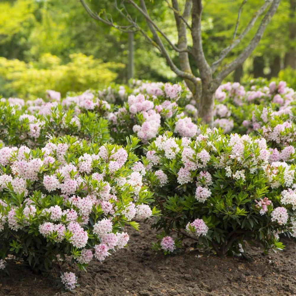 Pachet Promo Rhododendron - Mix Culori
