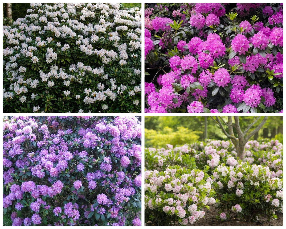 Pachet Promo Rhododendron - Mix Culori