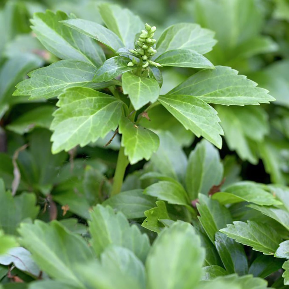 Pachysandra Green Carpet, tarator, vesnic verde cu flori