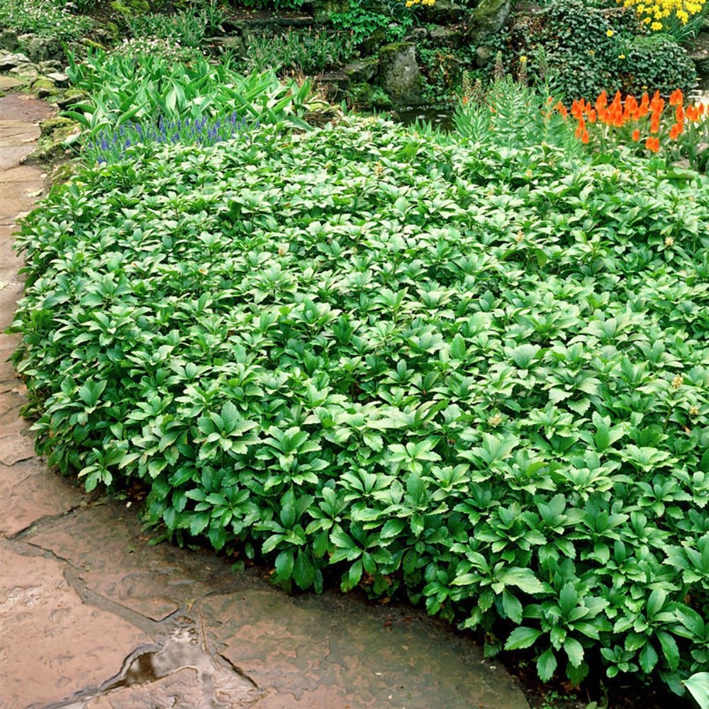 Pachysandra Green Carpet, tarator, vesnic verde cu flori