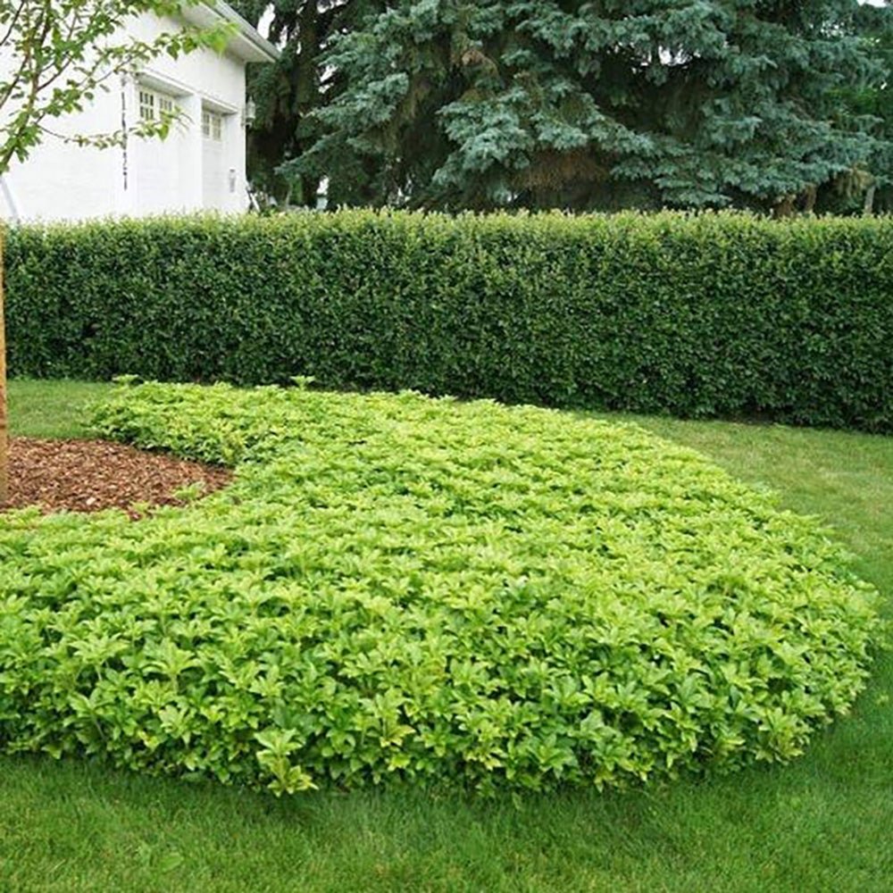 Pachysandra Green Carpet, tarator, vesnic verde cu flori