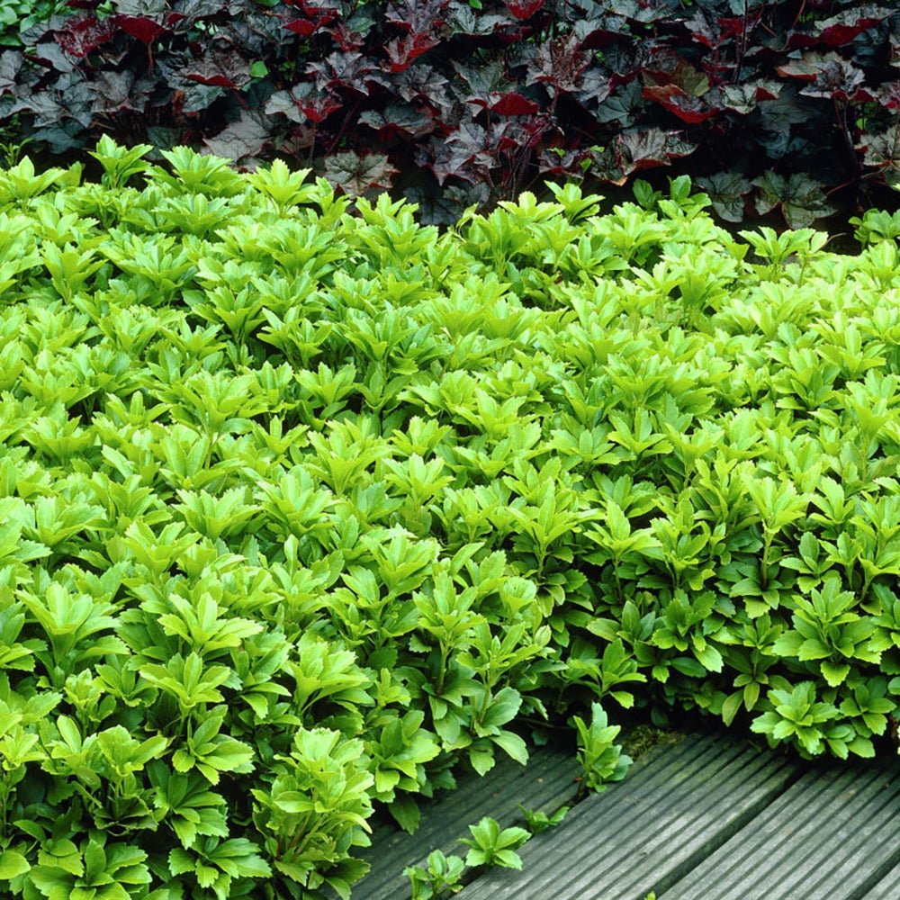 Pachysandra Green Carpet, tarator, vesnic verde cu flori
