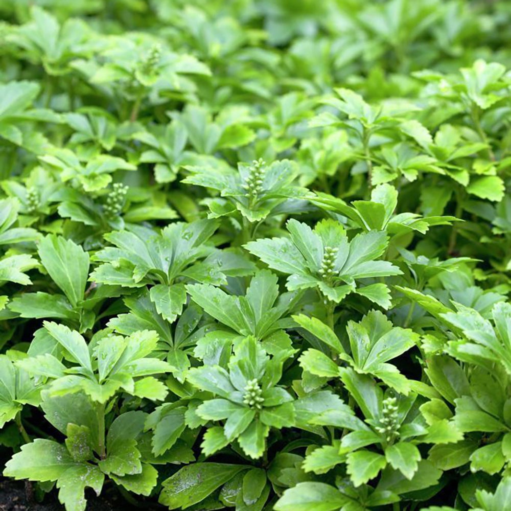 Pachysandra Green Carpet, tarator, vesnic verde cu flori
