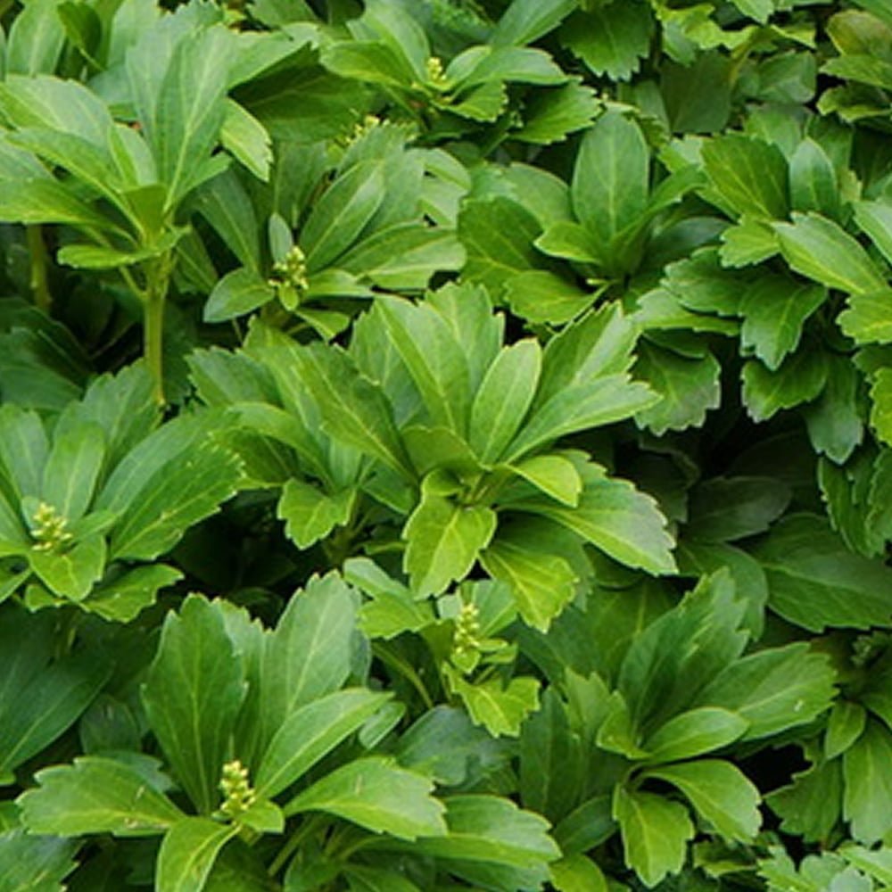 Pachysandra Green Carpet, tarator, vesnic verde cu flori