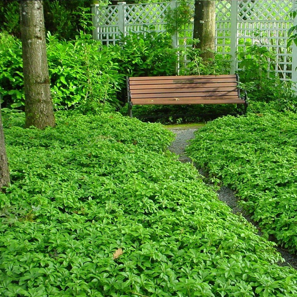 Pachysandra Green Carpet, tarator, vesnic verde cu flori