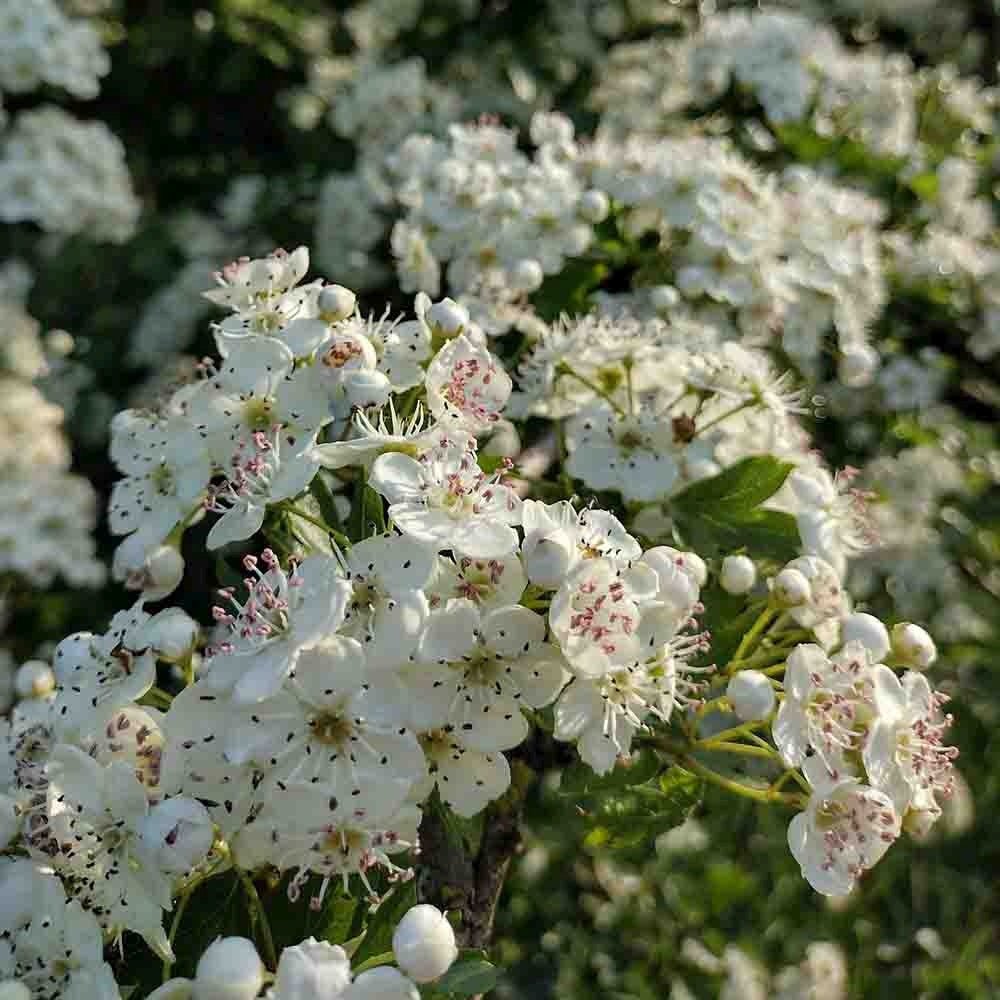 Paducel de Padure (Crataegus laevigata), cu flori albe