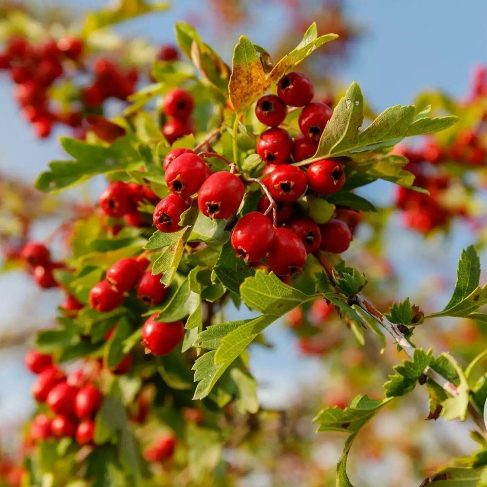 Paducel de Padure (Crataegus laevigata), cu flori albe