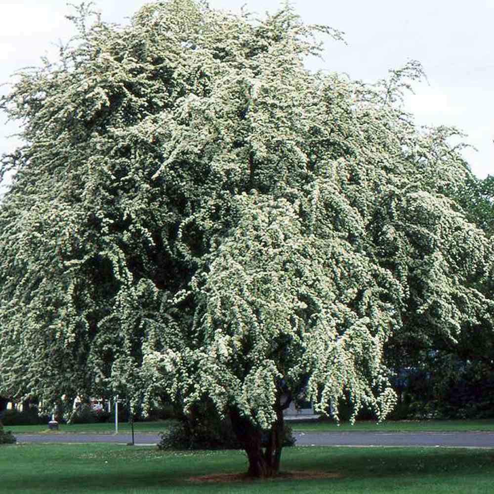 Paducel de Padure (Crataegus laevigata), cu flori albe
