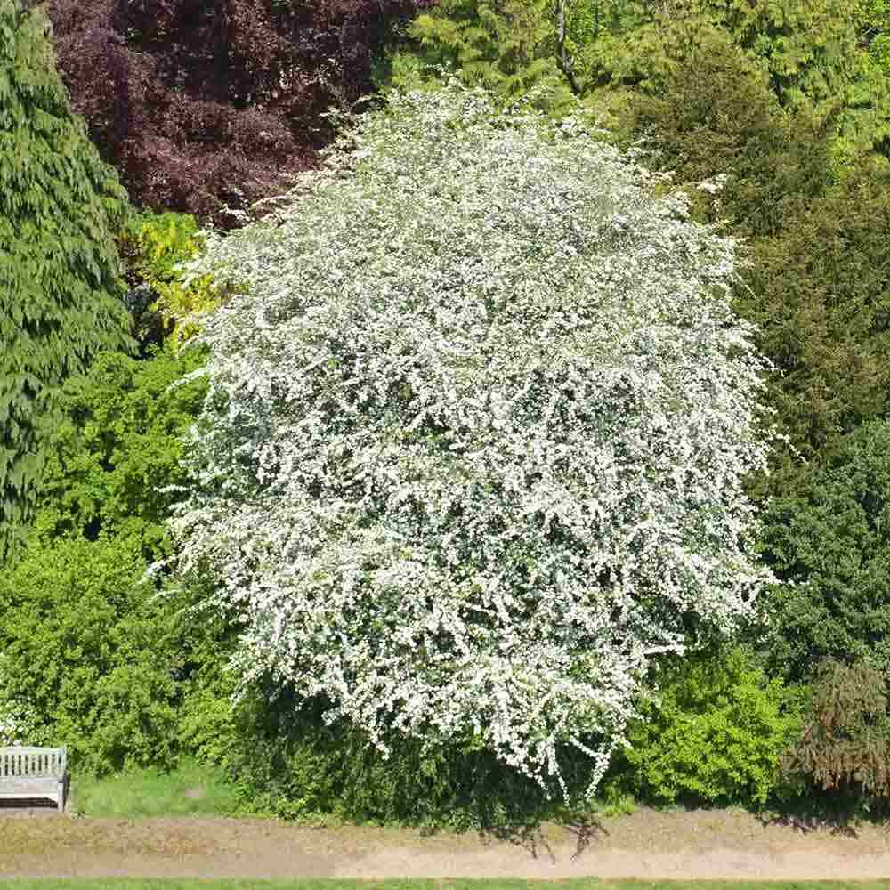 Paducel de Padure (Crataegus laevigata), cu flori albe