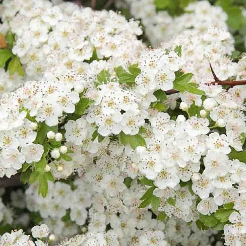 Paducel de Padure (Crataegus laevigata), cu flori albe