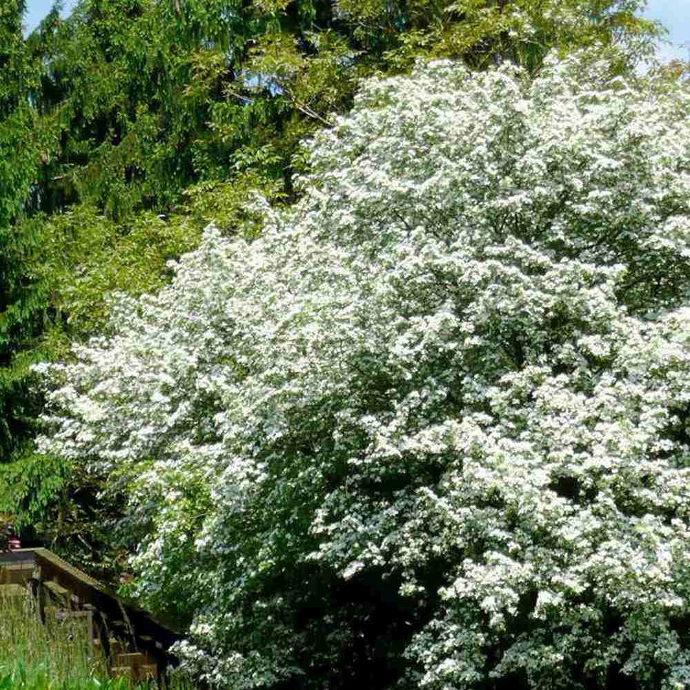 Paducel de Padure (Crataegus laevigata), cu flori albe