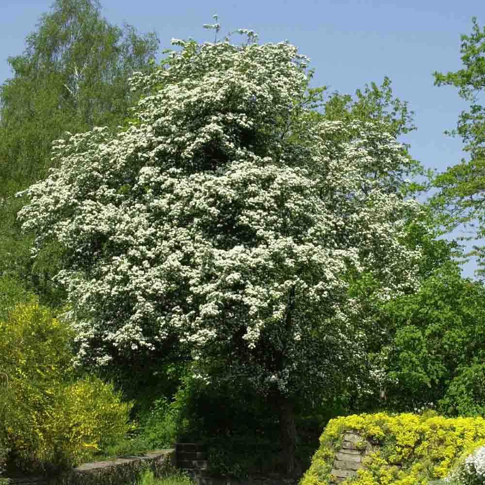 Paducel de Padure (Crataegus laevigata), cu flori albe