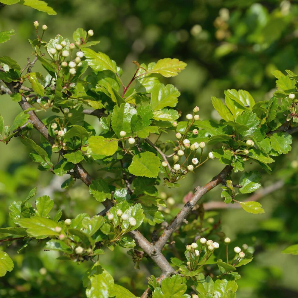 Paducel de Padure (Crataegus laevigata), cu flori albe