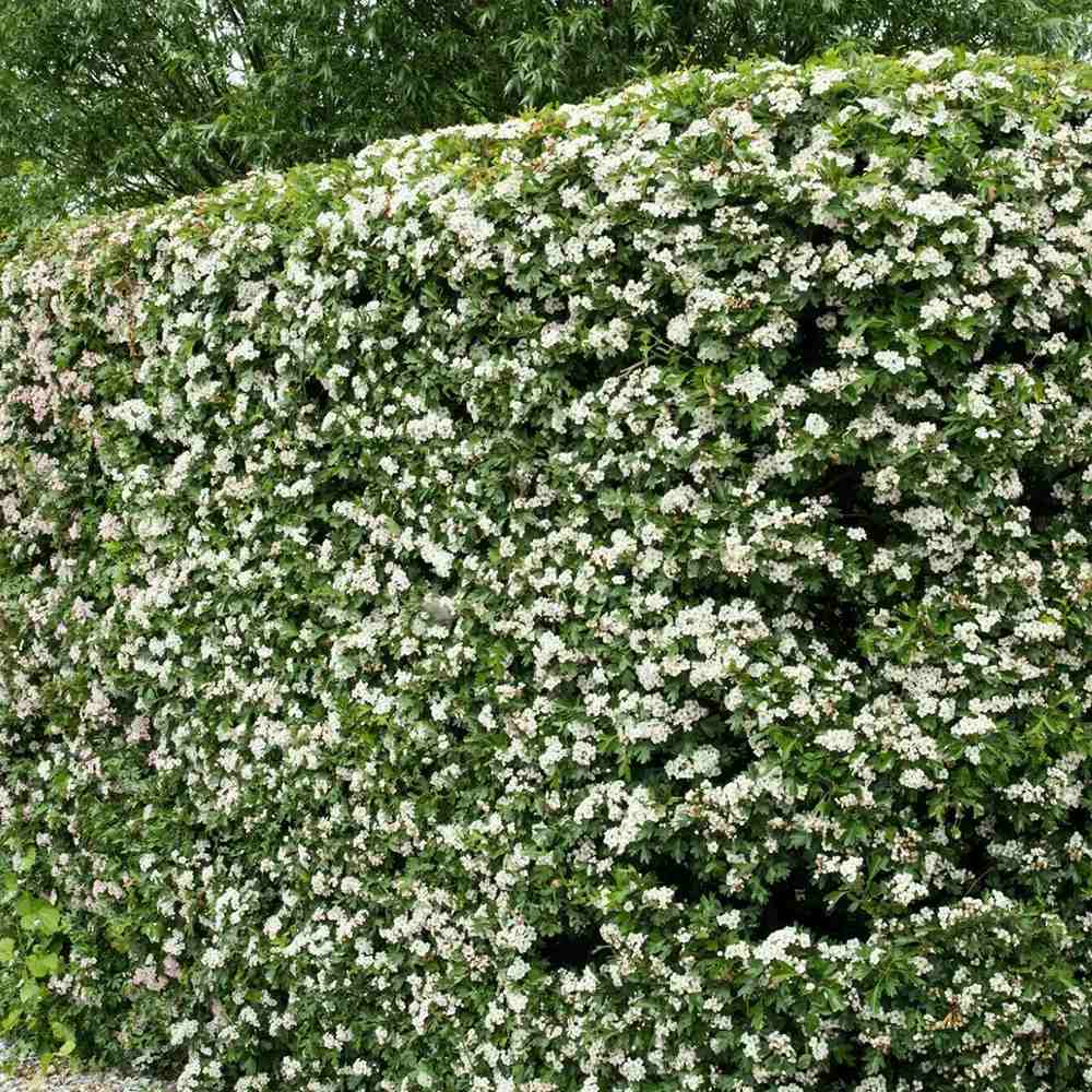Paducel de Padure (Crataegus laevigata), cu flori albe