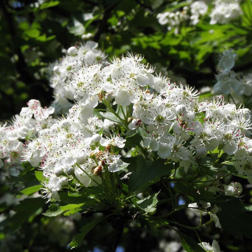 Paducel de Padure (Crataegus laevigata), cu flori albe