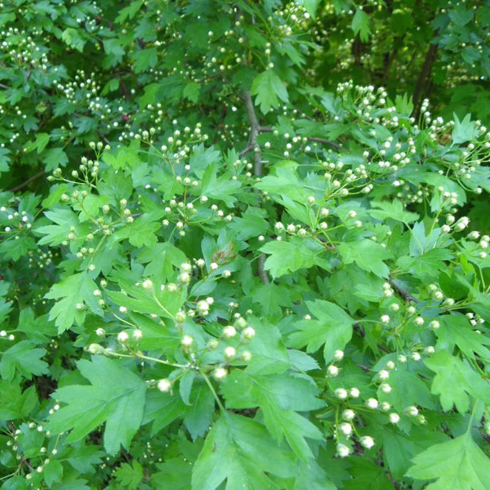 Paducel de Padure (Crataegus laevigata), cu flori albe