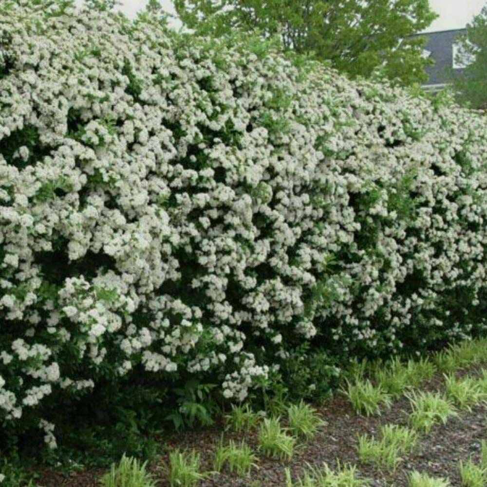 Paducel de Padure (Crataegus laevigata), cu flori albe