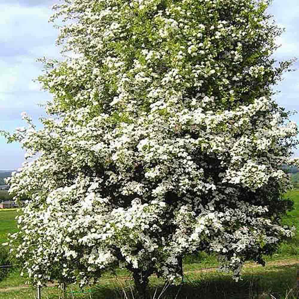 Paducel de Padure (Crataegus laevigata), cu flori albe