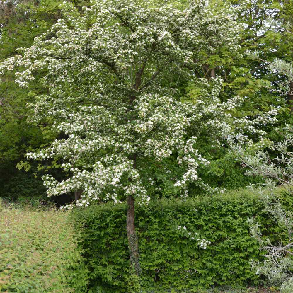 Paducel de Padure (Crataegus laevigata), cu flori albe