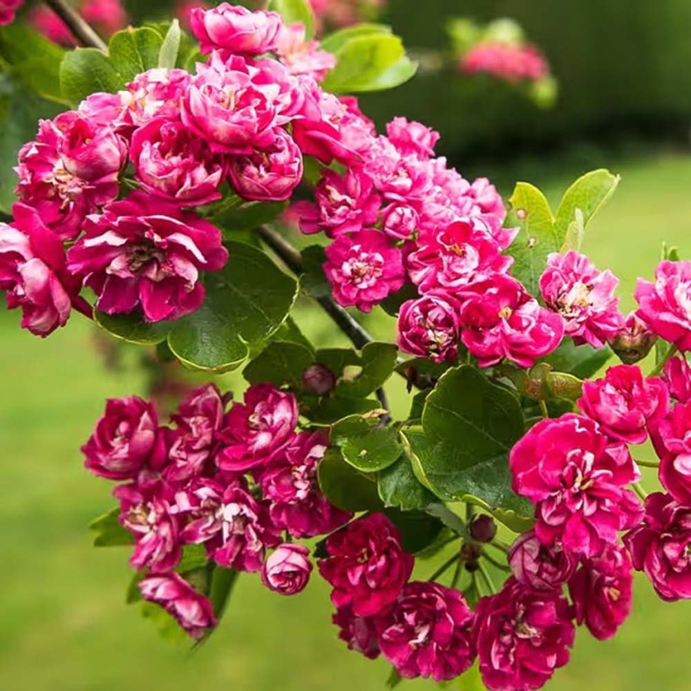Paducelul Paul's Scarlet (Crataegus media), cu flori rosii