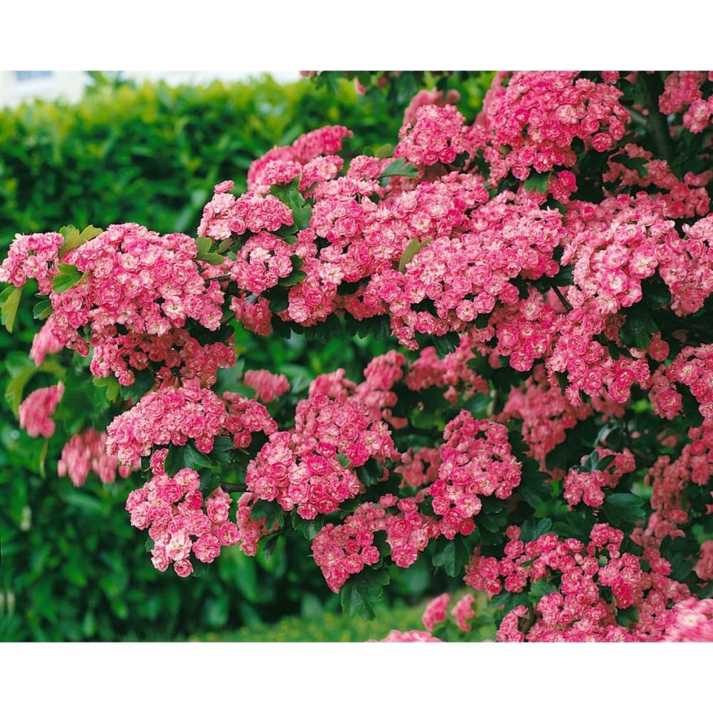 Paducelul Paul's Scarlet (Crataegus media), cu flori rosii