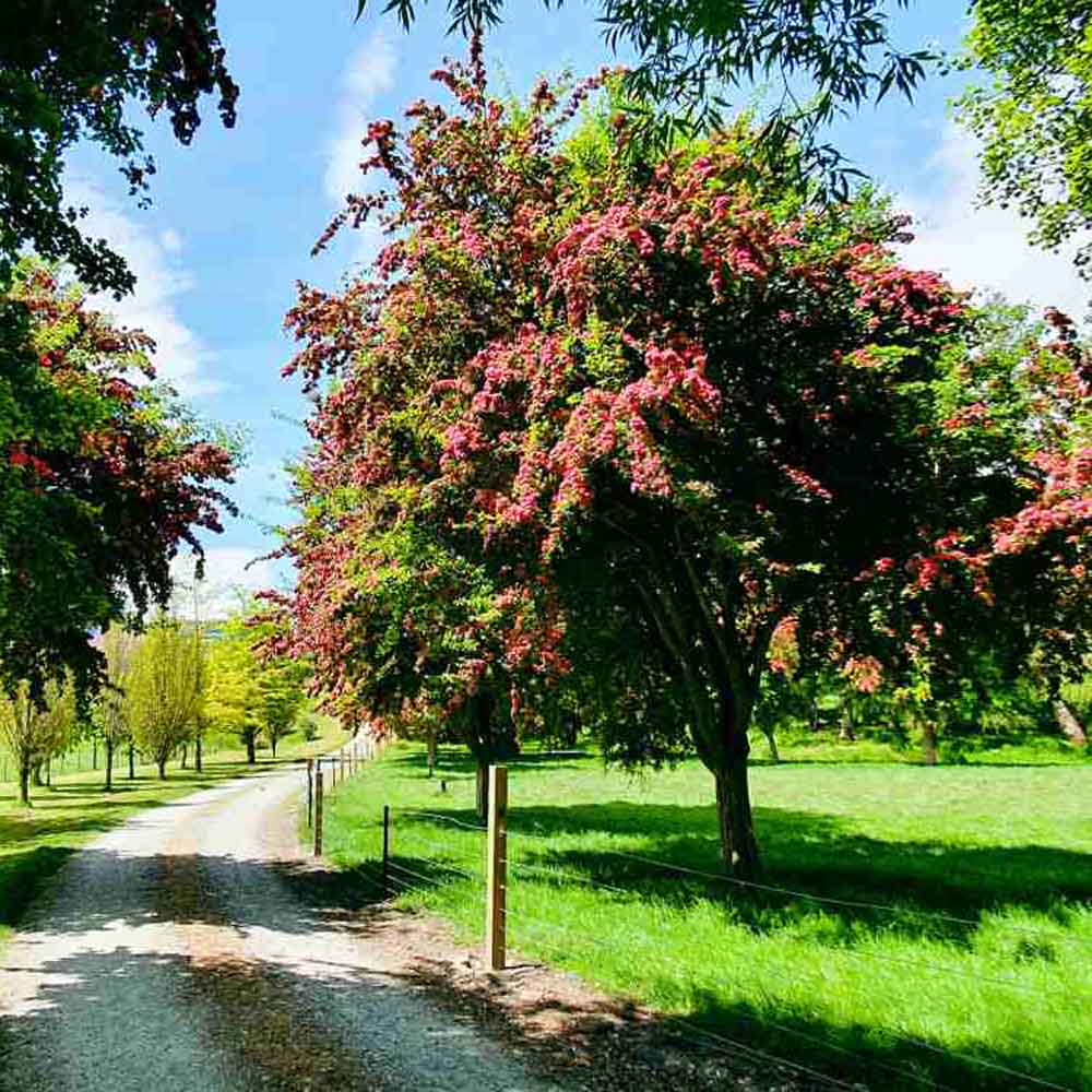 Paducelul Paul's Scarlet (Crataegus media), cu flori rosii