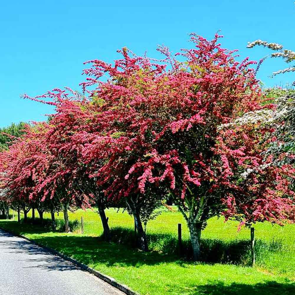 Paducelul Paul's Scarlet (Crataegus media), cu flori rosii