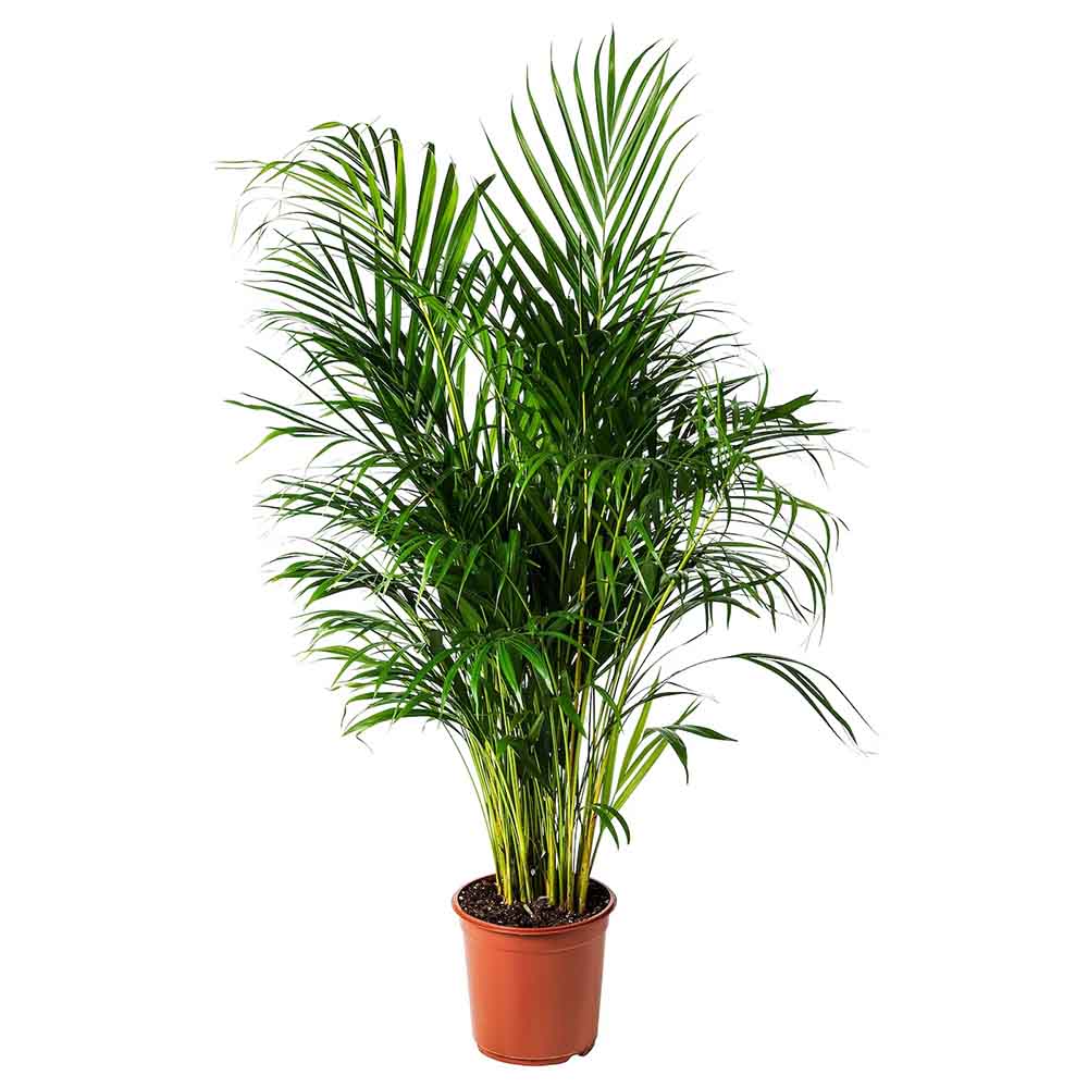 Palmier Areca Dypsis Lutescens - 120 cm