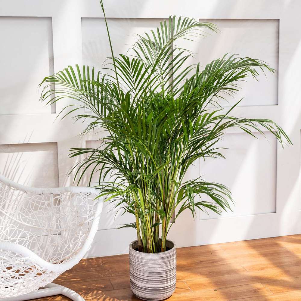 Palmier Areca Dypsis Lutescens - 150-170 cm