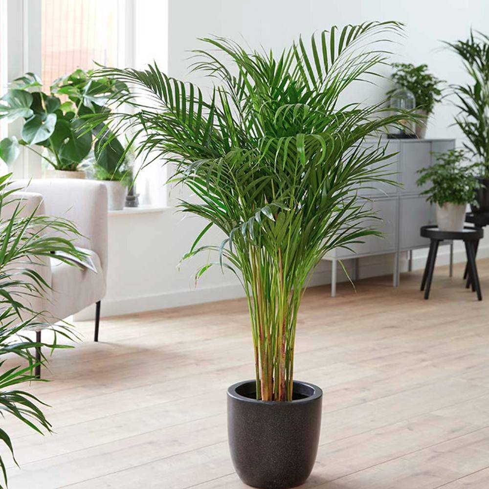 Palmier Areca Dypsis Lutescens - 150-170 cm