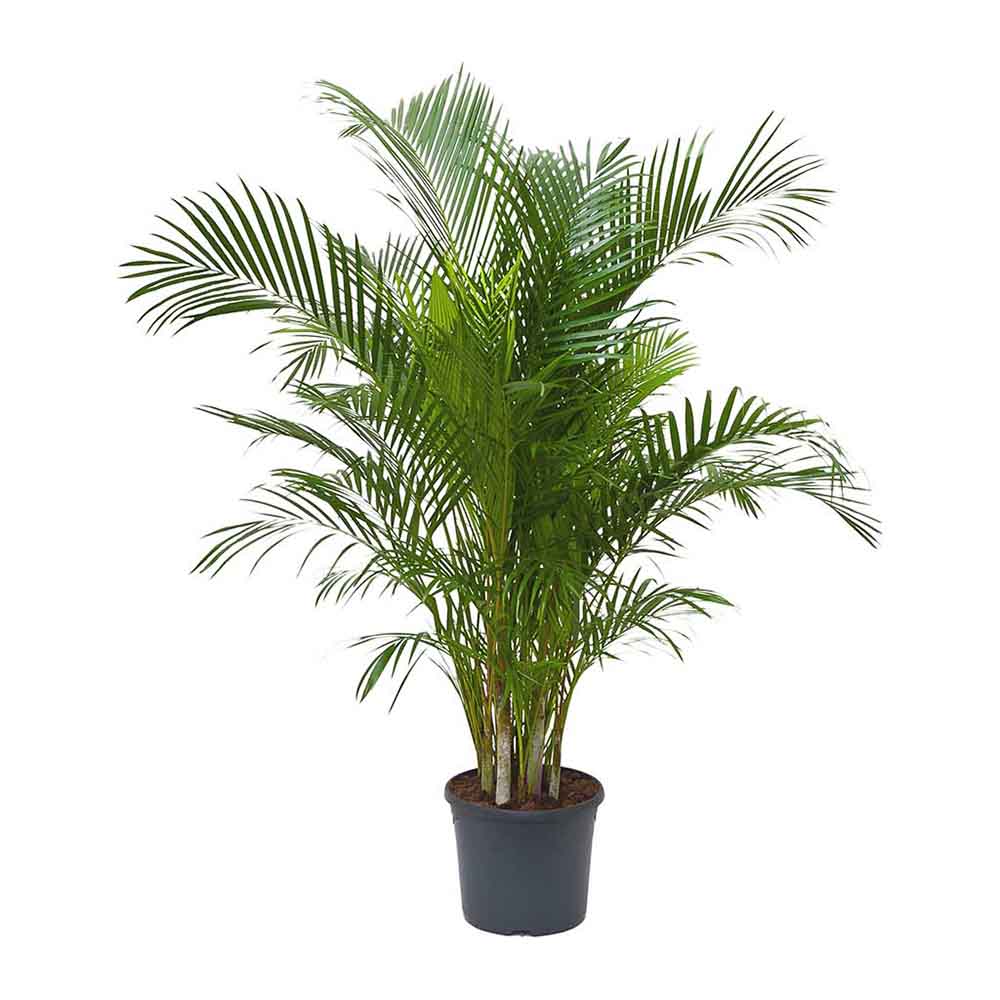 Palmier Areca Dypsis Lutescens - 150-170 cm