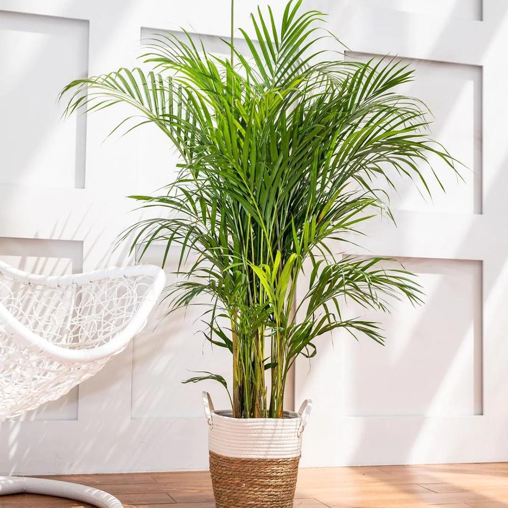 Palmier Areca Dypsis Lutescens - 150-170 cm