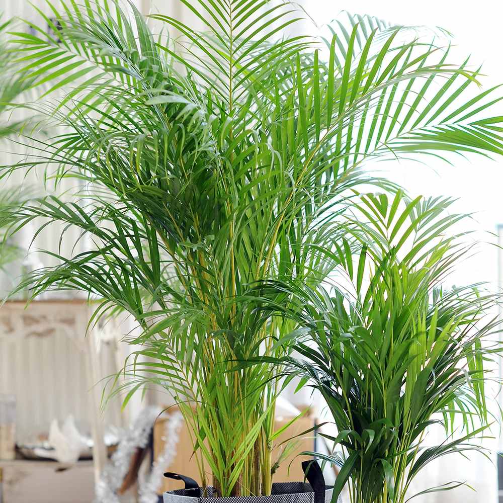 Palmier Areca Dypsis Lutescens - 150-170 cm