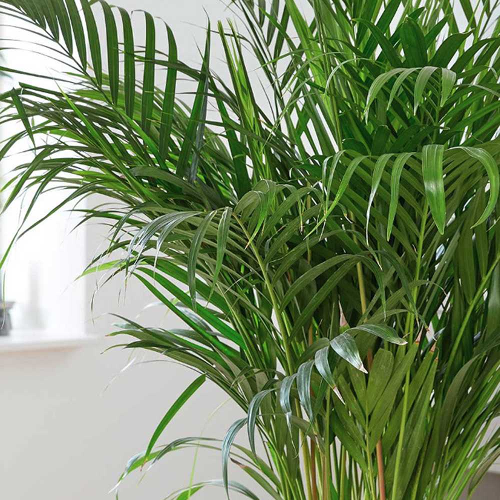 Palmier Areca Dypsis Lutescens - 150-170 cm