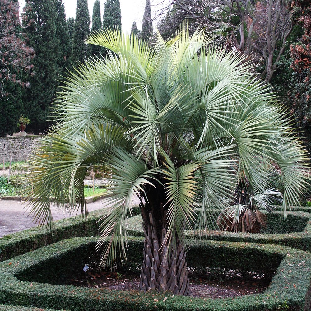Palmier Cocos (Butia Capitata)