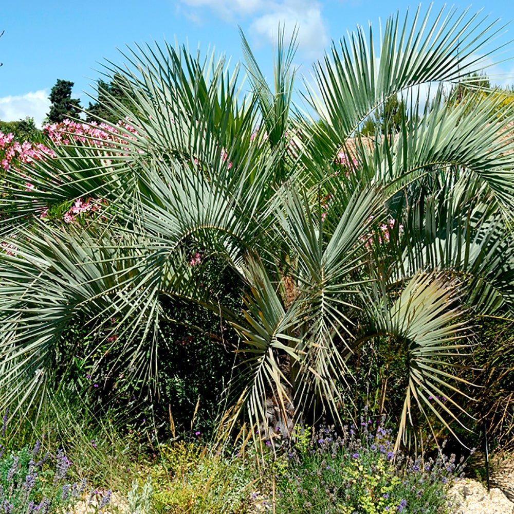 Palmier Cocos (Butia Capitata)