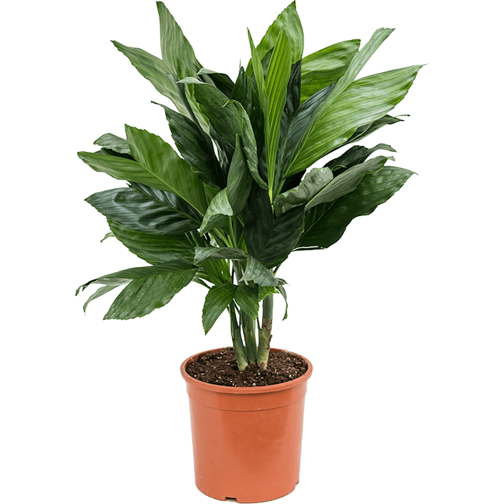 Palmier Chamaedorea Metalica - 60 cm