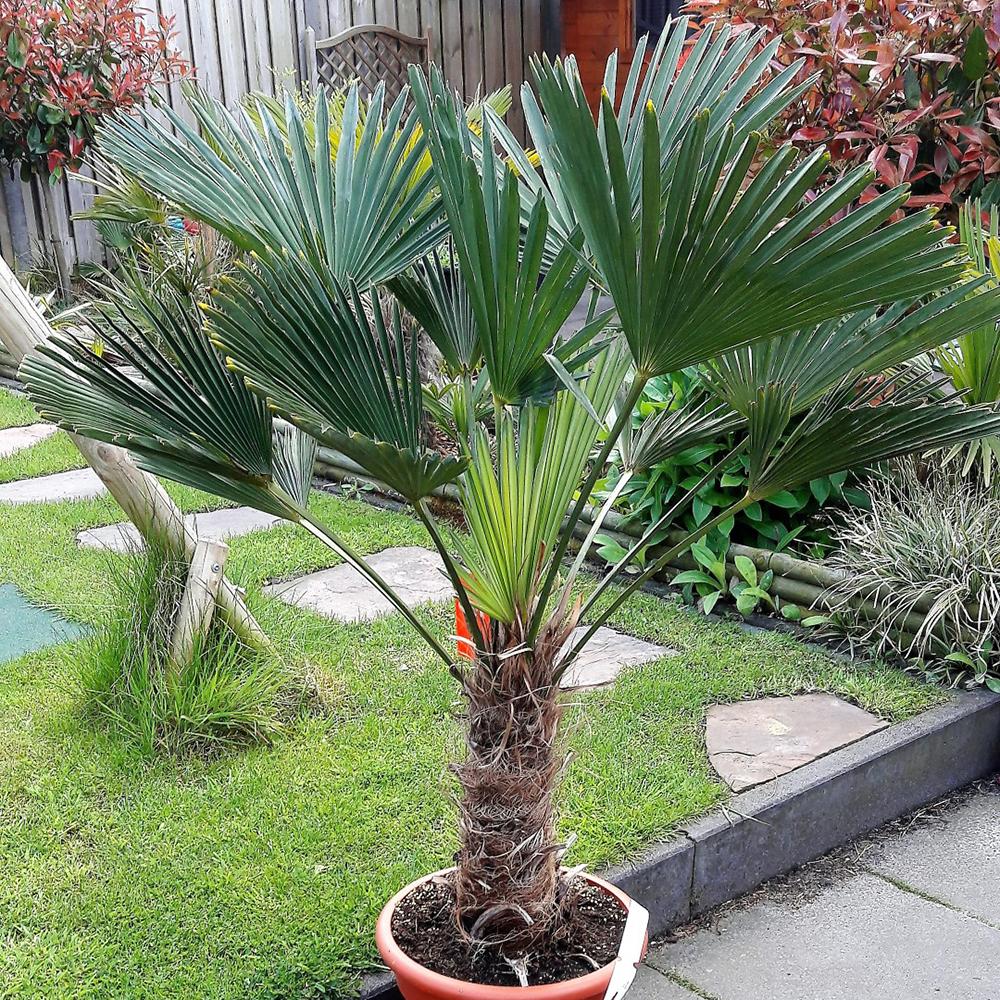 Palmier Wagnerianus