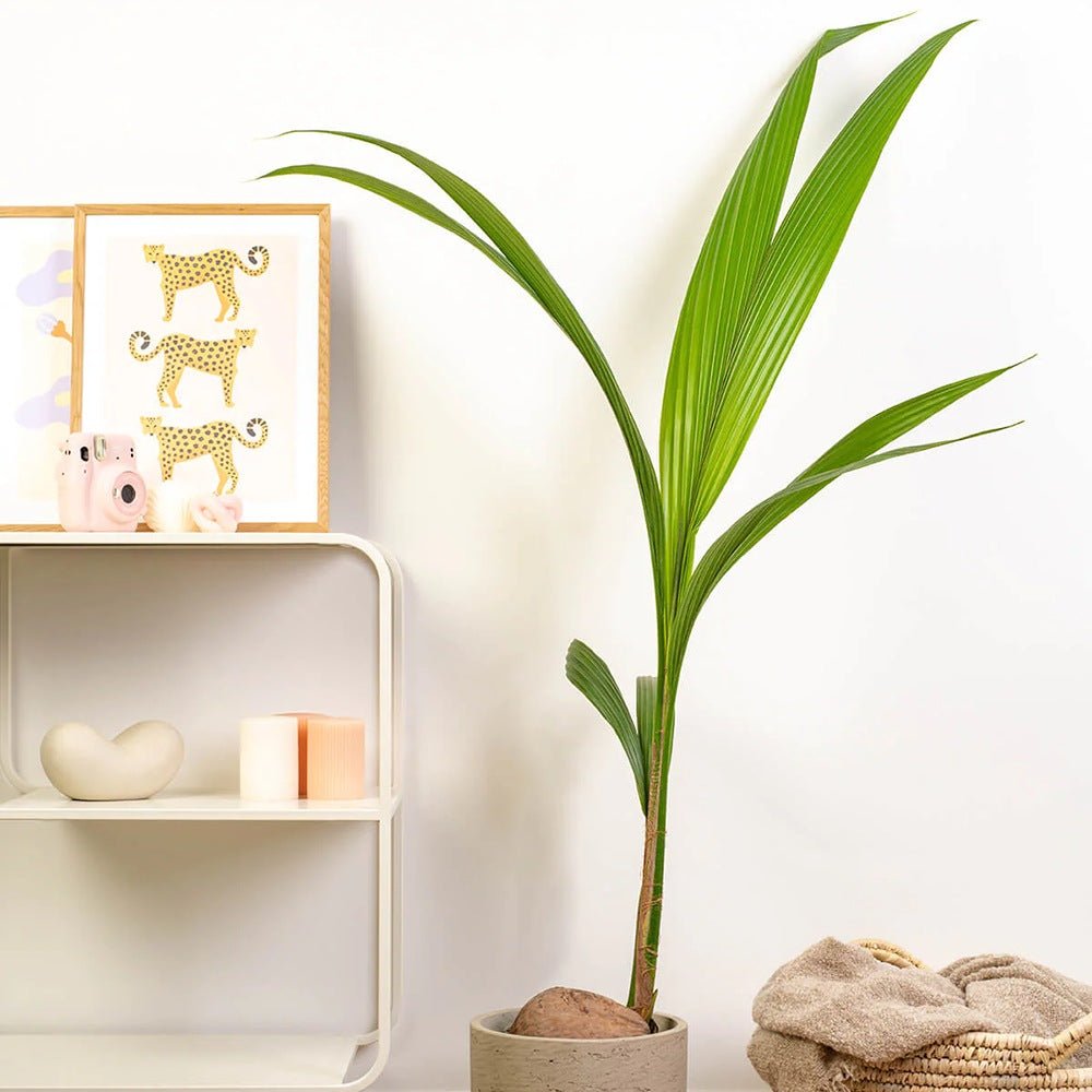 Palmier Cocotier (Cocos Nucifera) - 160 cm