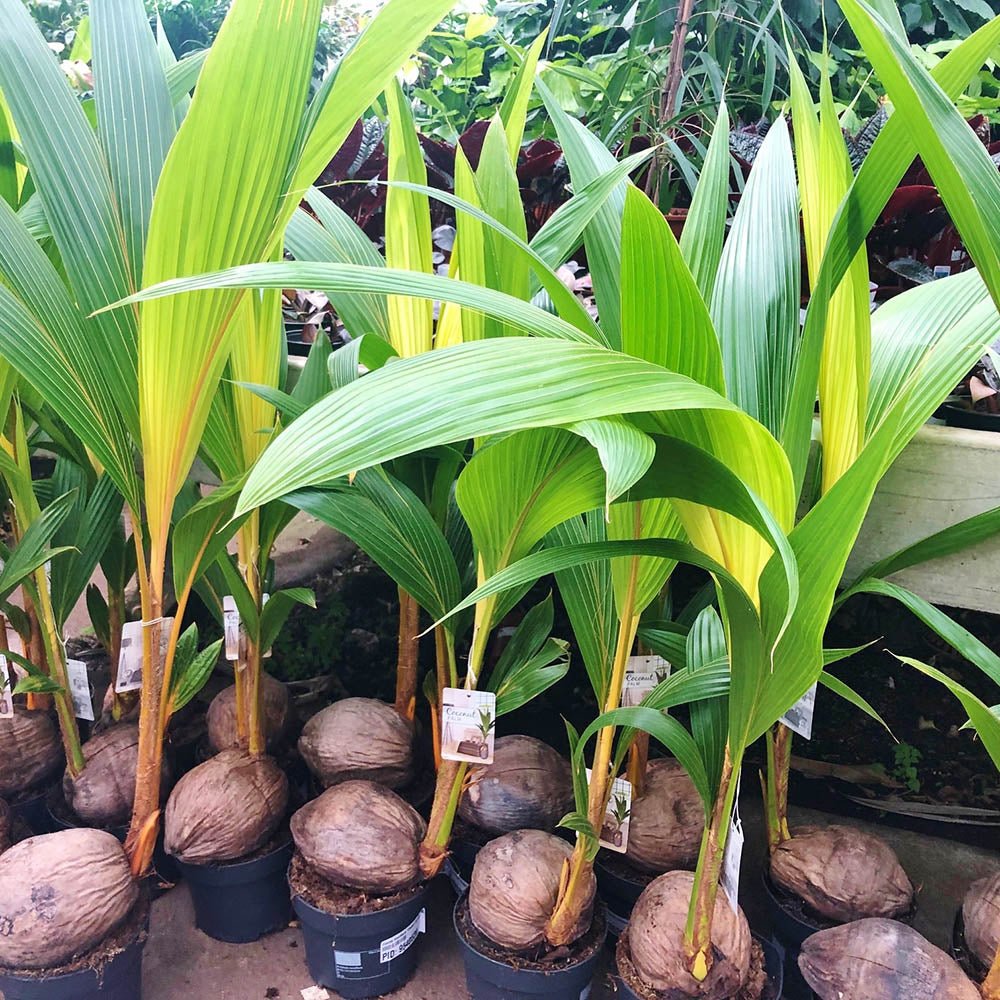 Palmier Cocotier (Cocos Nucifera) Dwarf Golden Malay - 120 cm