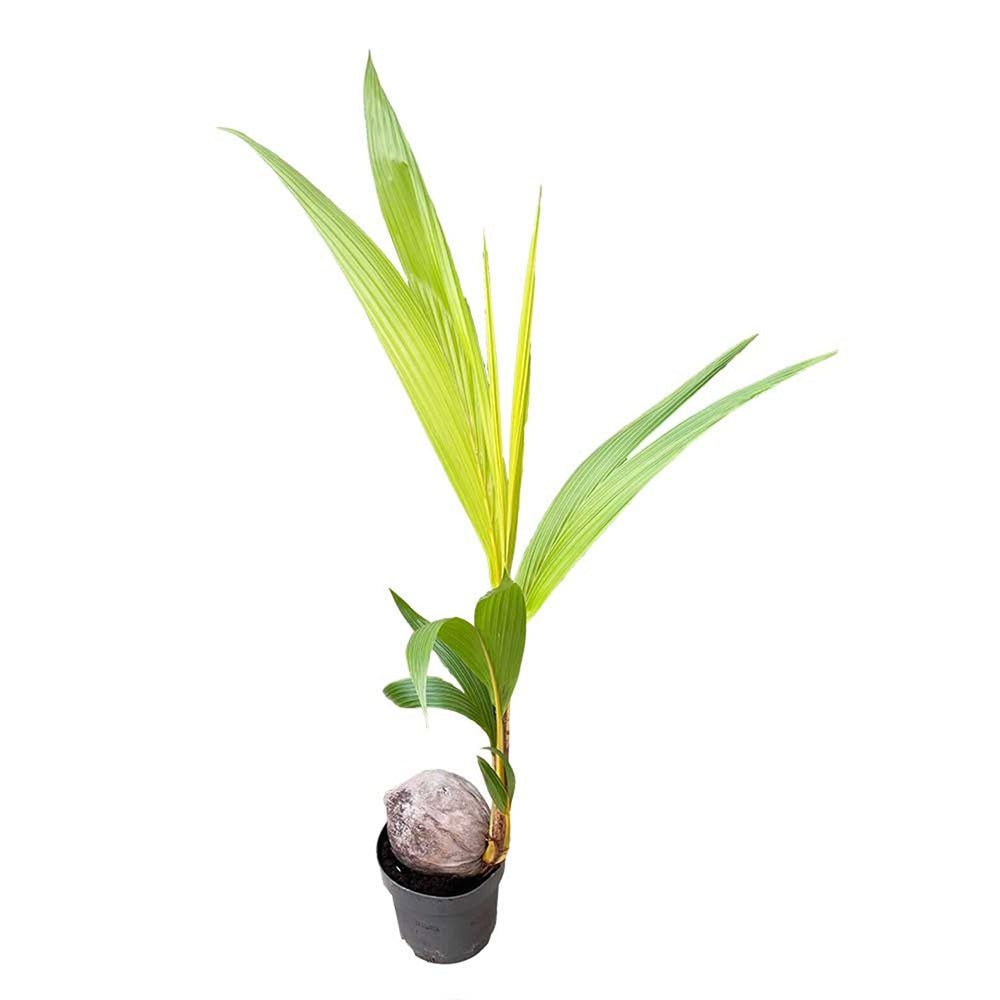 Palmier Cocotier (Cocos Nucifera) Dwarf Golden Malay - 120 cm