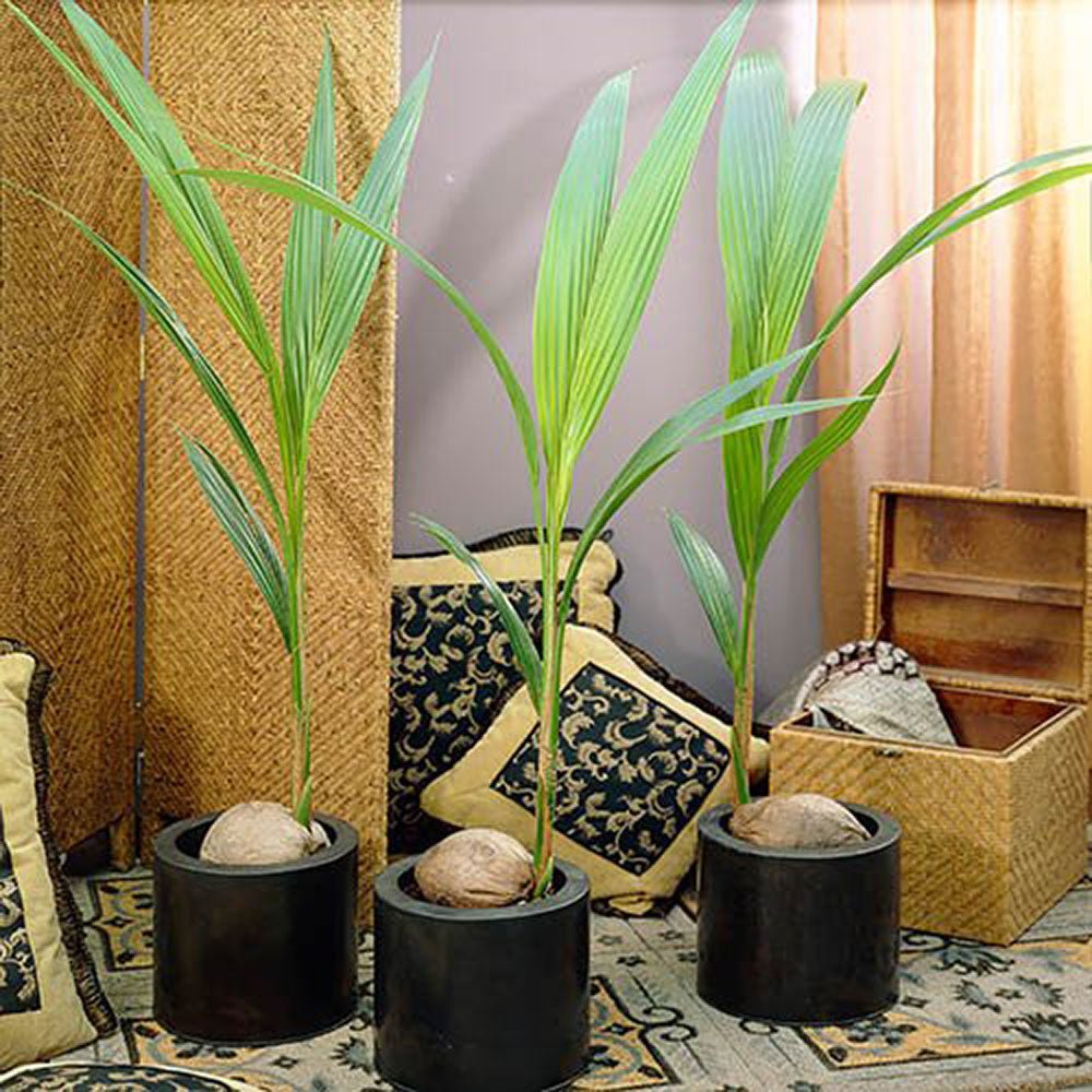 Palmier Cocotier (Cocos Nucifera) Dwarf Golden Malay - 120 cm