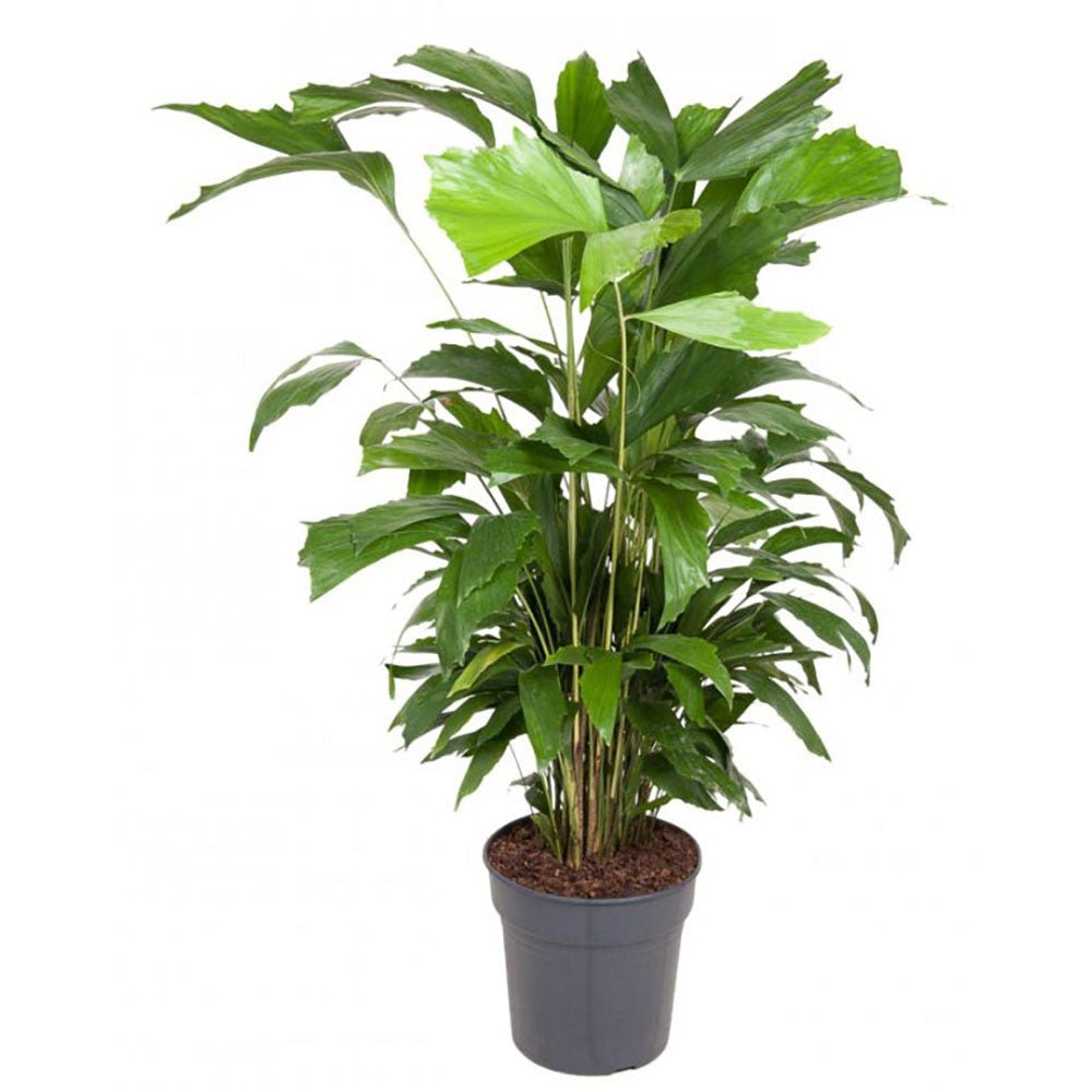 Palmier cu Aripioare Caryota Mitis - 100 cm