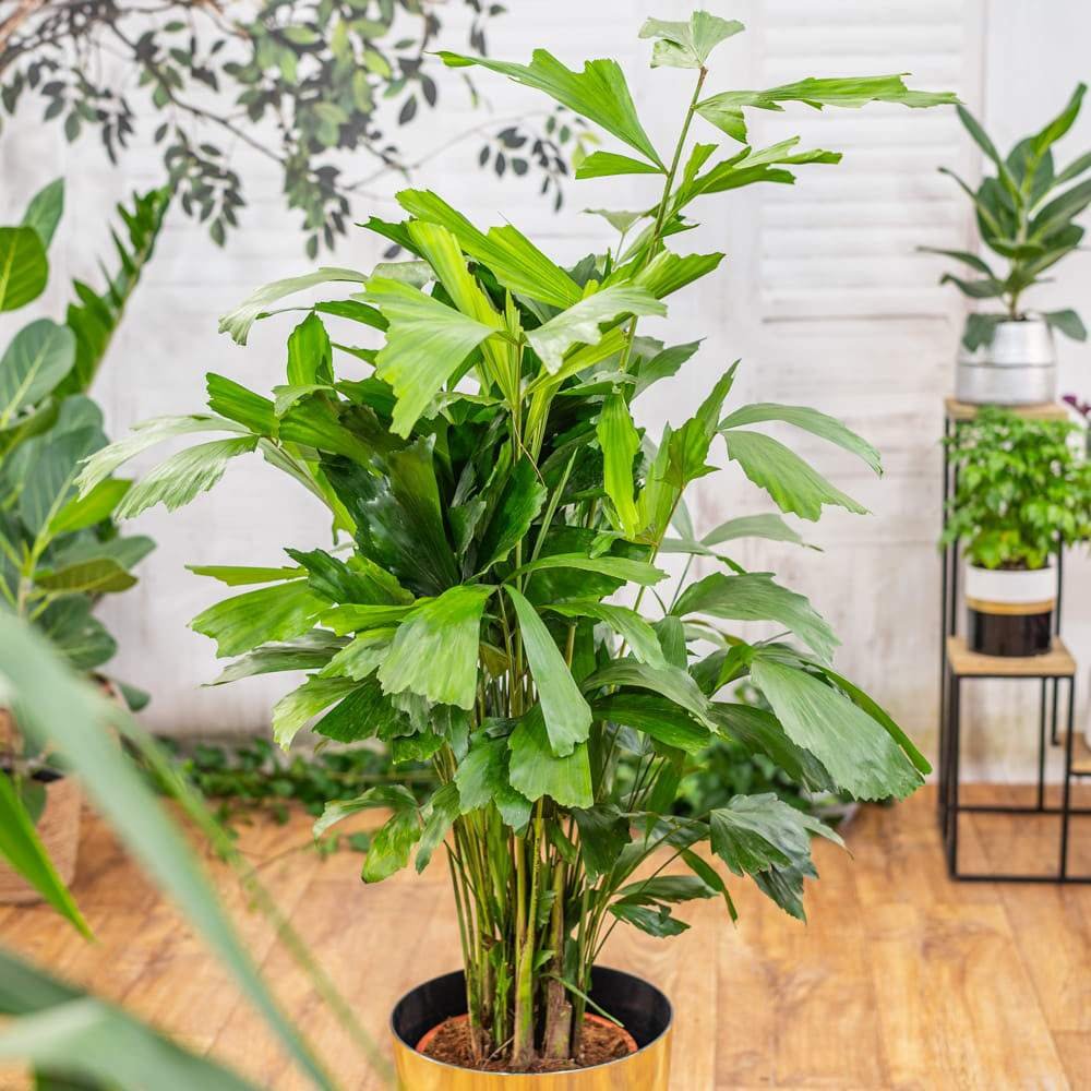 Palmier cu Aripioare Caryota Mitis - 100 cm