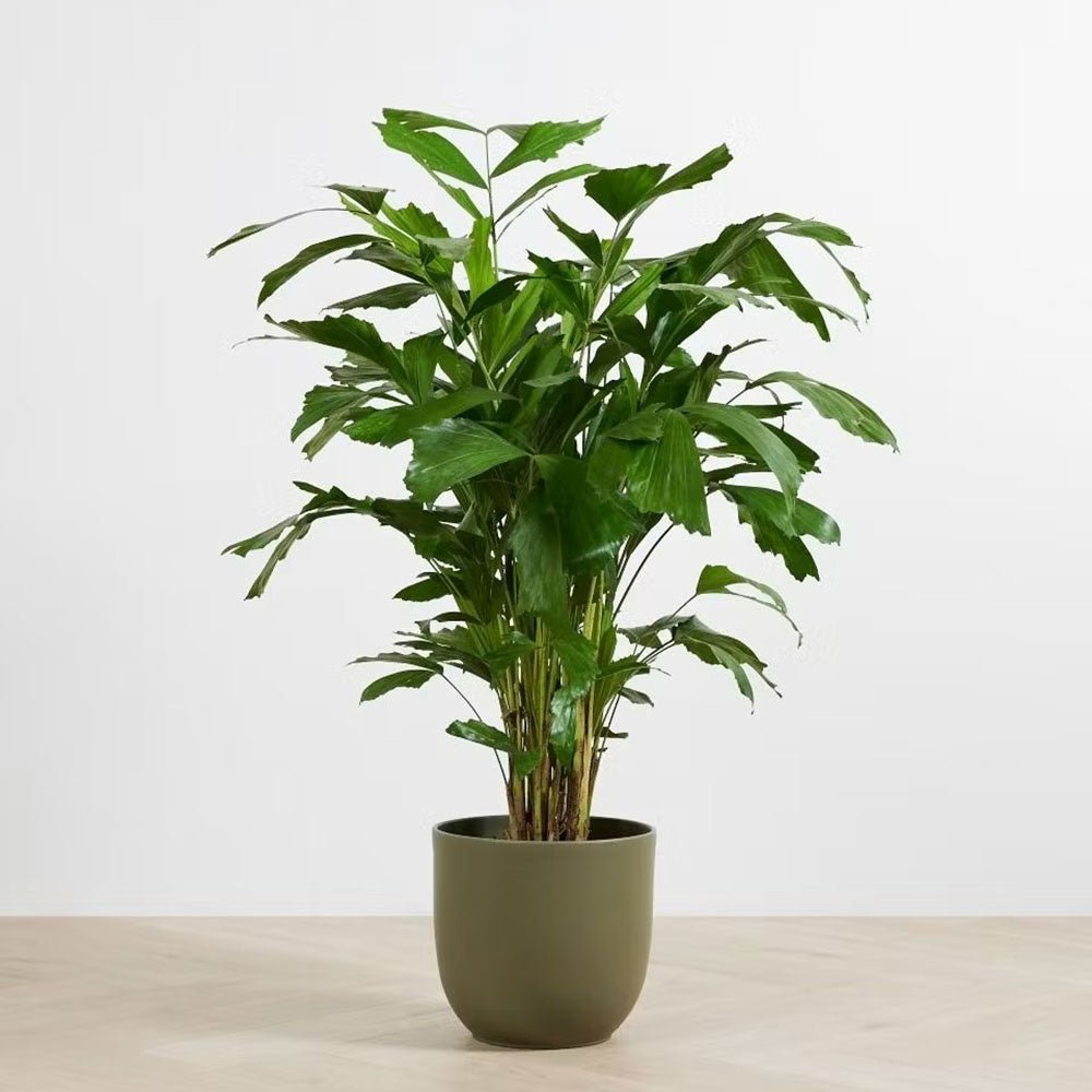 Palmier cu Aripioare Caryota Mitis - 100 cm