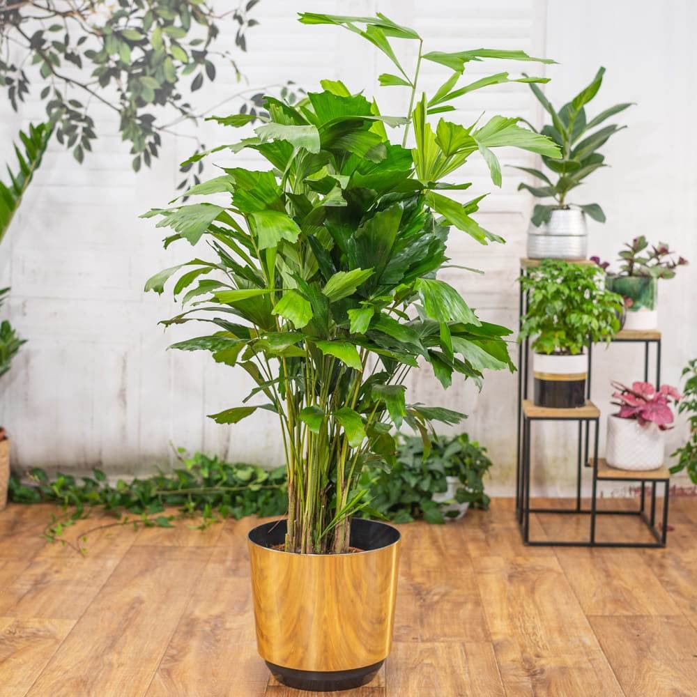 Palmier cu Aripioare Caryota Mitis - 100 cm