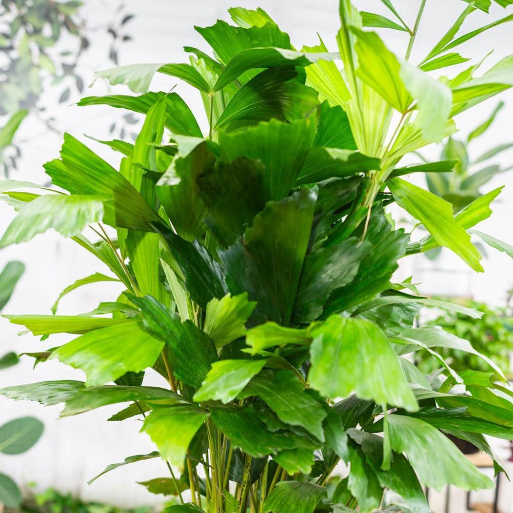 Palmier cu Aripioare Caryota Mitis - 100 cm