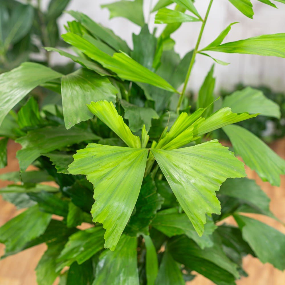 Palmier cu Aripioare Caryota Mitis - 100 cm