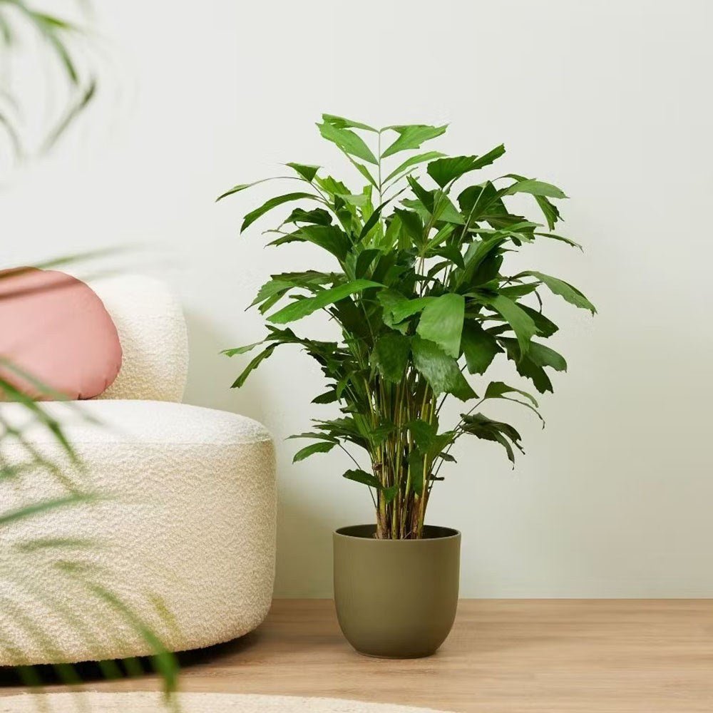 Palmier cu Aripioare Caryota Mitis - 100 cm