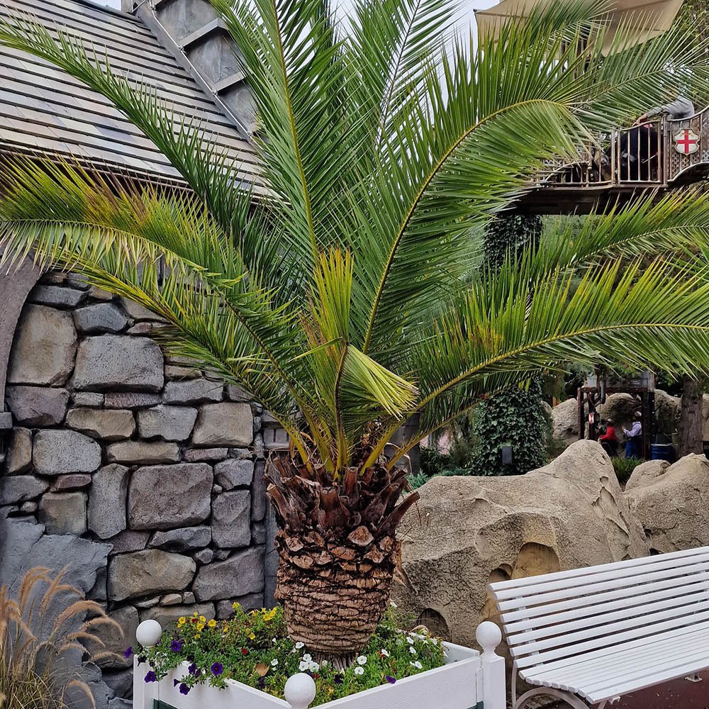 Palmier Curmal (Phoenix Canariensis)